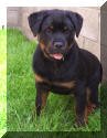 German Rottweiler puppy photo. VKW Rottweilers 8 week old male.